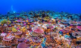 Coral Reefs