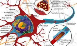 What fires together, wires together” (quote)