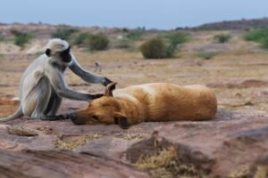 altruism image monkey dog animal