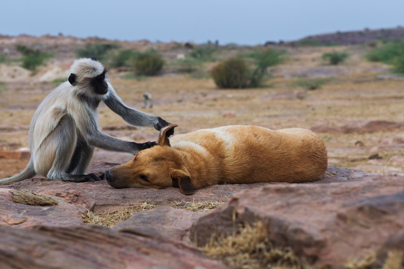 altruism image monkey dog animal